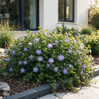 Vinca major (bigorewlier) – bleu – 12 plants, Ø11 cm, 15–25 cm de haut