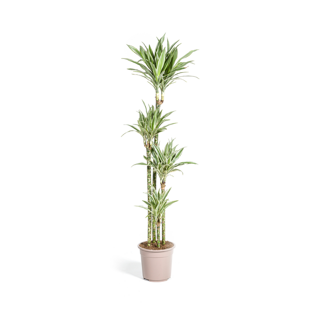 Dracaena Deremensis White Stripe (drakenboom) – Ø27 cm, 170–190 cm hoog