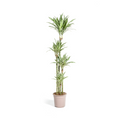 Dracaena Deremensis White Stripe (drakenboom) – Ø27 cm, 170–190 cm hoog