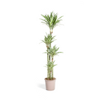 Dracaena Deremensis White Stripe (drakenboom) – Ø27 cm, 170–190 cm hoog