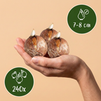Großblütige Krokus-Mischung – 240 Blumenzwiebeln (Zwiebelgröße 7/8)
