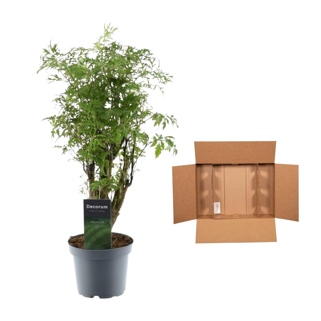 Polyscias Hawaiiana Ming (aralia) – Ø12 cm, 45 cm hoog