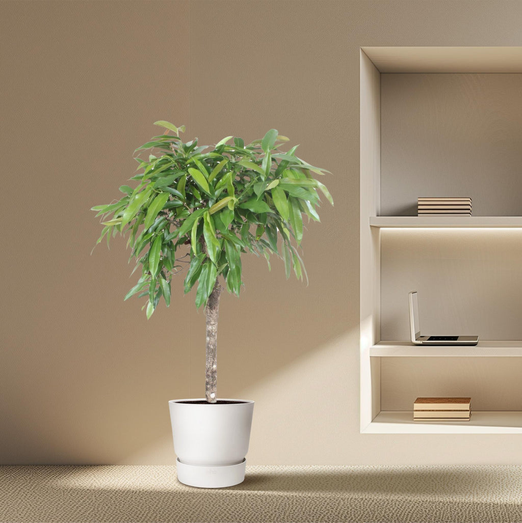 Ficus Amstel King – Ø30 cm, 130 cm hoch