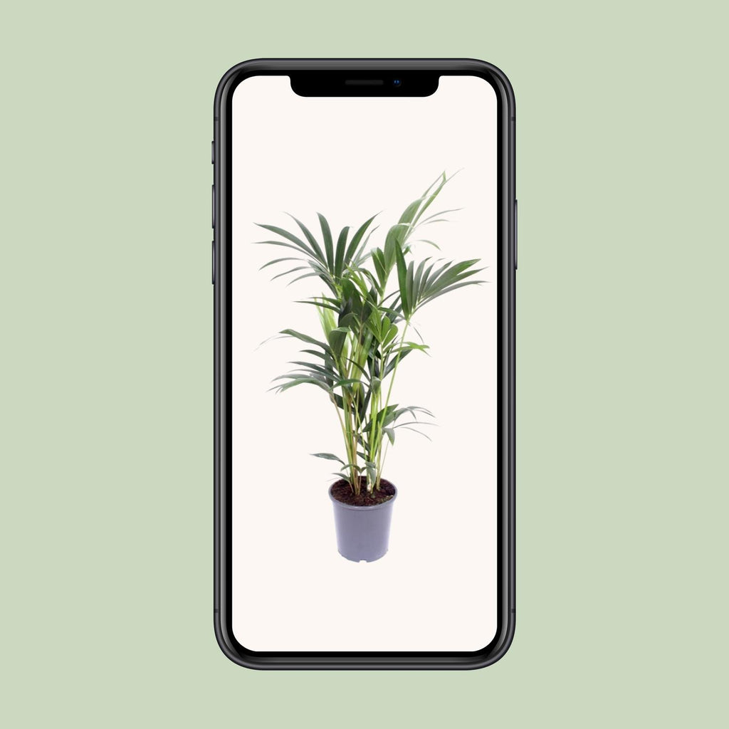 Howea forsteriana (palmier kentia) – Ø17 cm, 75 cm de haut