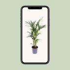 Howea forsteriana (palmier kentia) – Ø17 cm, 75 cm de haut