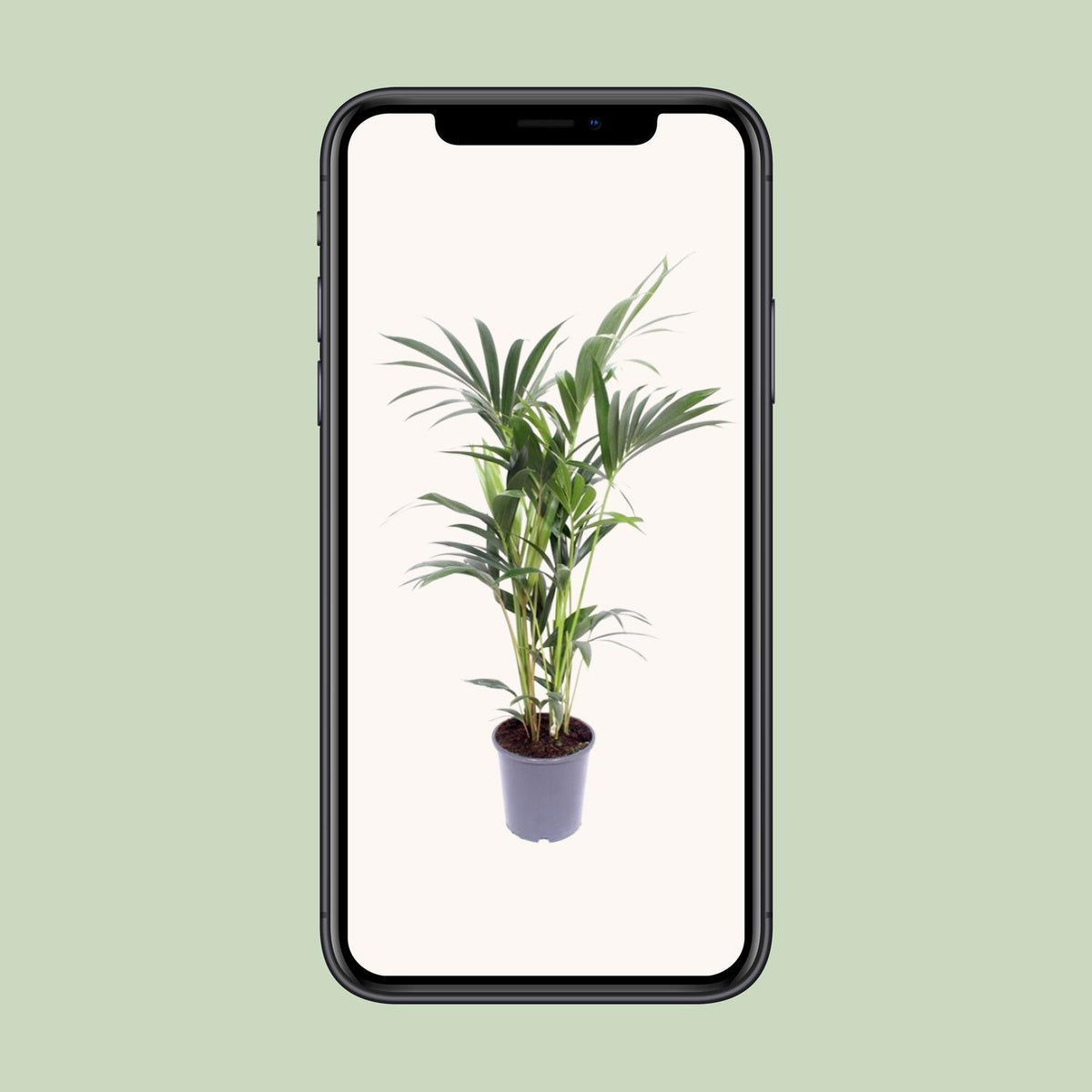 Howea forsteriana (Kentia-Palme) – Ø 17 cm, 75 cm hoch