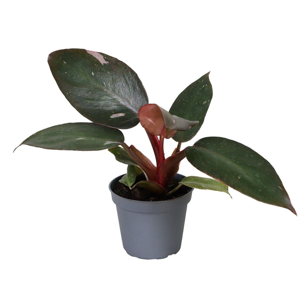 Philodendron Pink Princess – Ø6 cm, 12 cm de haut