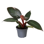 Philodendron Pink Princess – Ø6 cm, 12 cm de haut