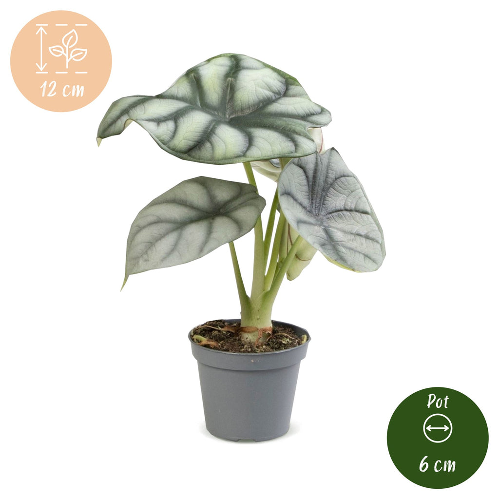 Alocasia Silver Dragon (elefantøre) – Ø6 cm, 12 cm høj