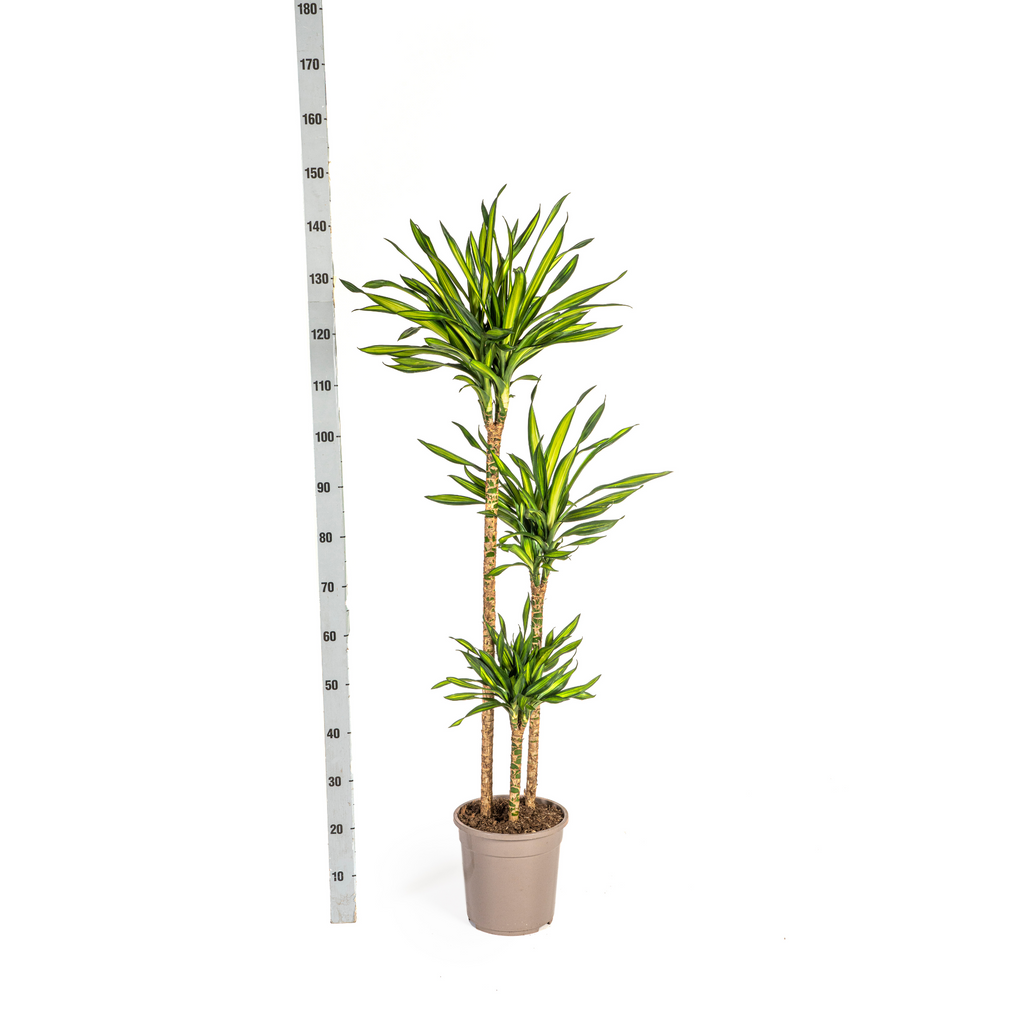 Dracaena Deremensis Rikki (Drachenbaum) – Ø 24 cm, 130–150 cm hoch