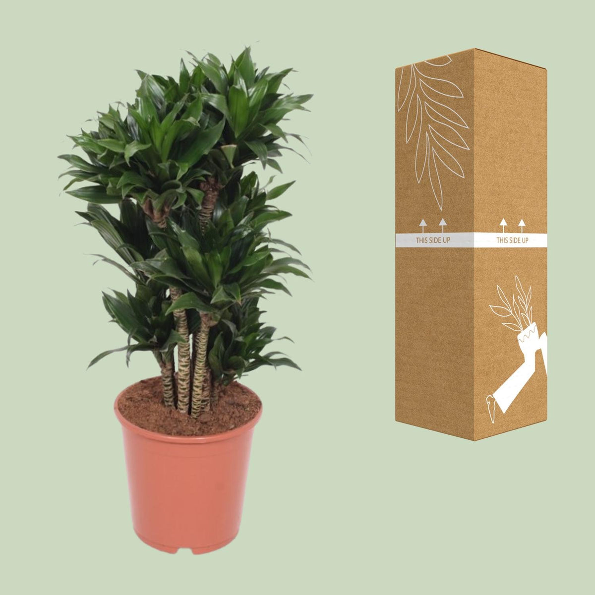 Dracaena Compacta (drakenboom) – Ø24 cm, 80 cm hoog