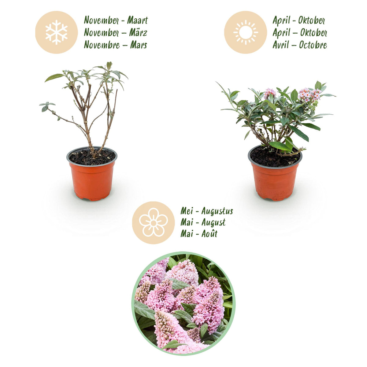 Buddleja davidii 'Butterfly Candy Little Pink' (vlinderstruik) – roze – Ø12 cm, 20–25 cm hoog