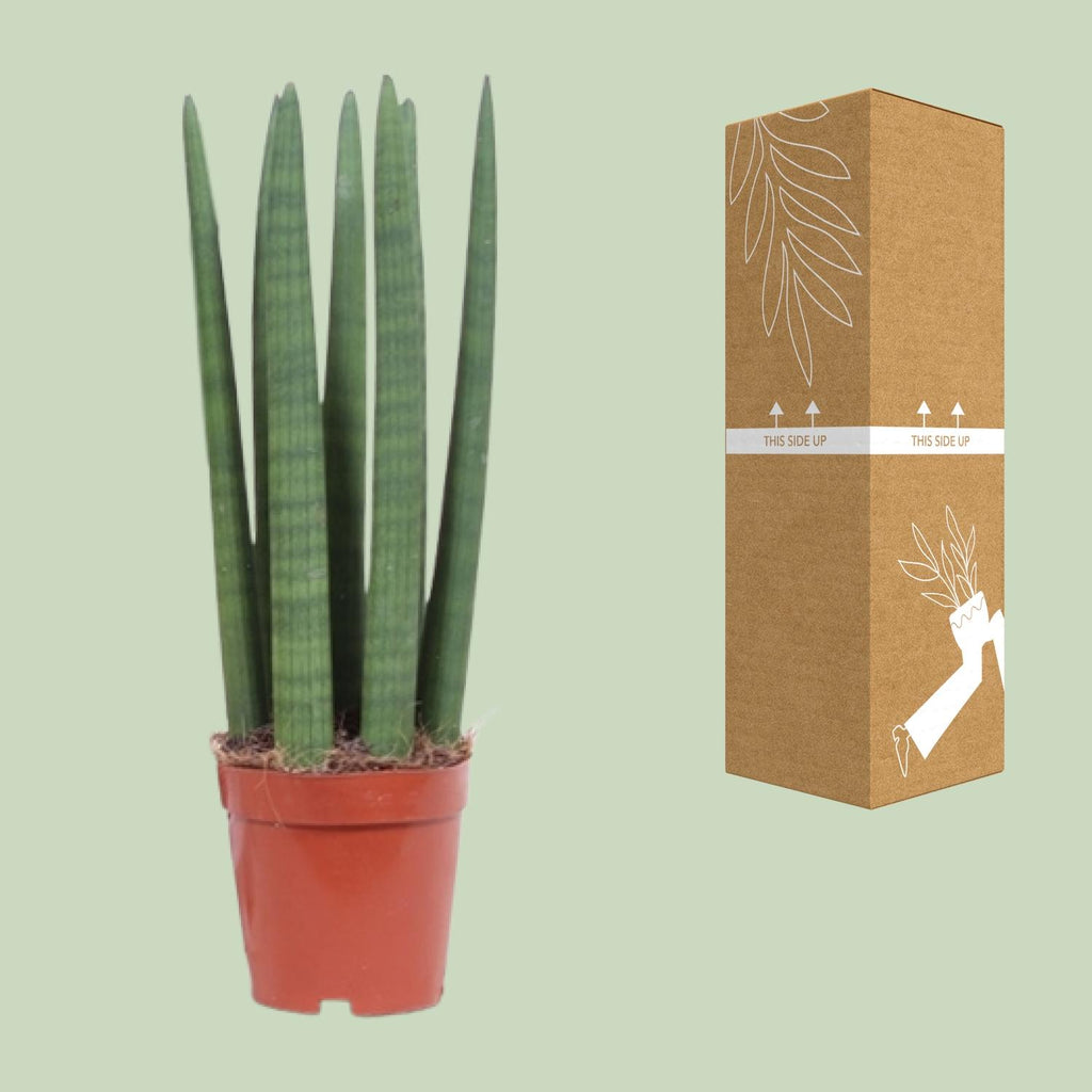 Sansevieria Straight (svigermors tunge) – Ø12 cm, 40 cm høj