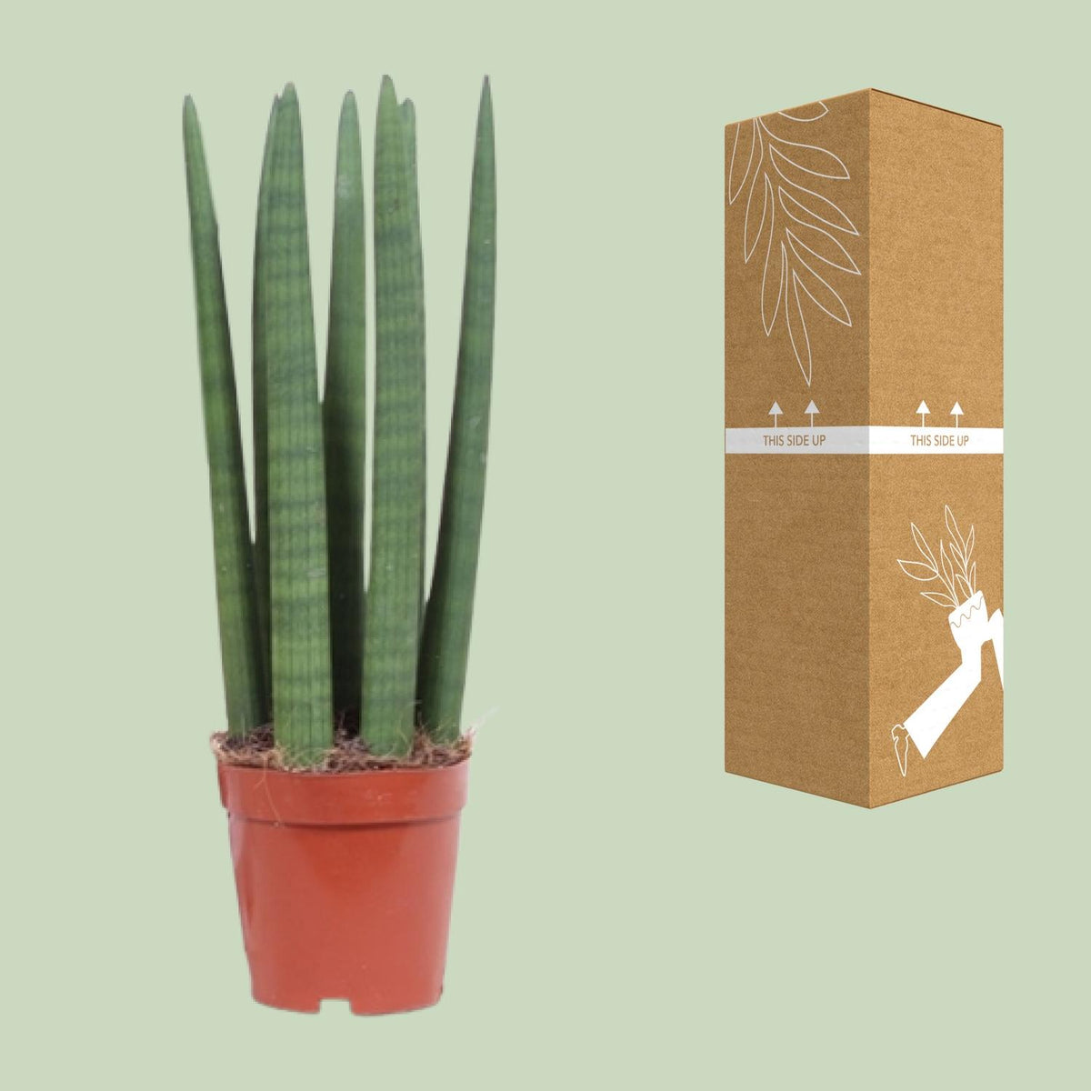 Sansevieria Straight (svigermors tunge) – Ø12 cm, 40 cm høj