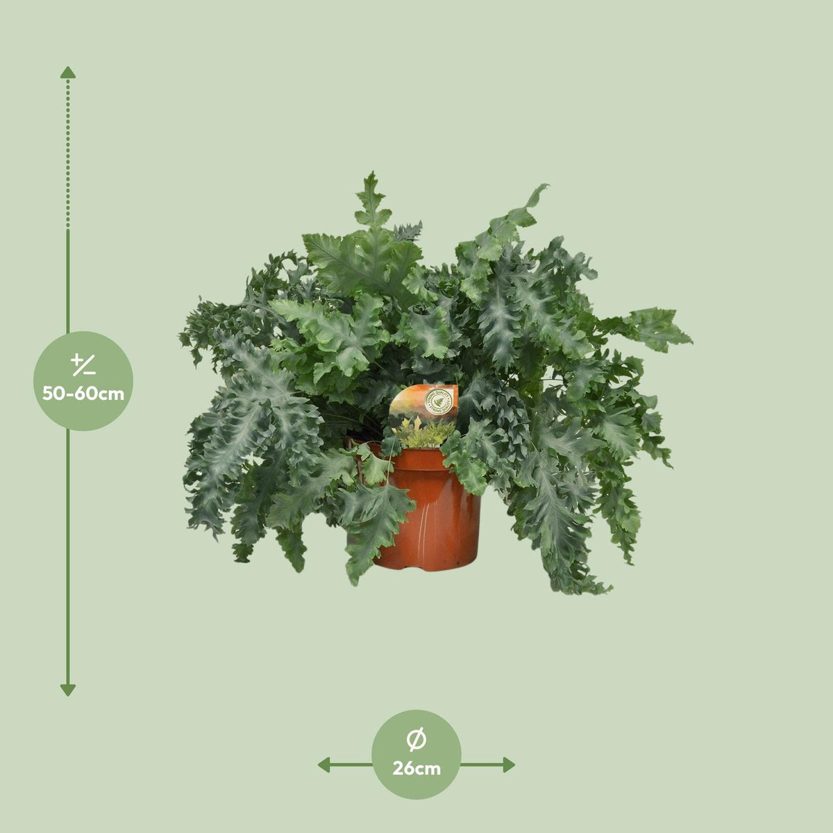 Phlebodium Davana (blåbregne) – Ø26 cm, 60 cm høj