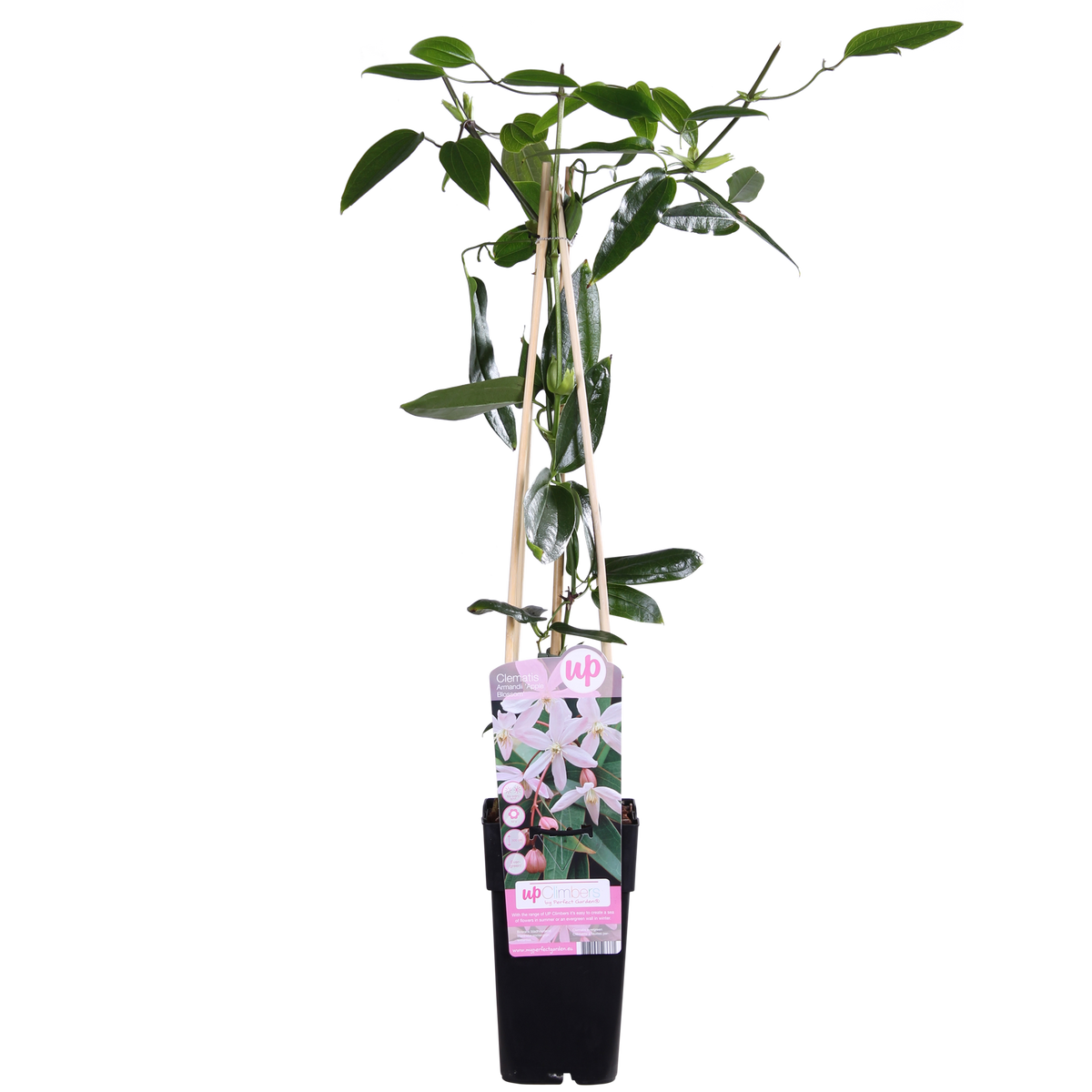 Clematis armandii 'Apple Blossom' (bosrank) – Ø15 cm, 65 cm hoog