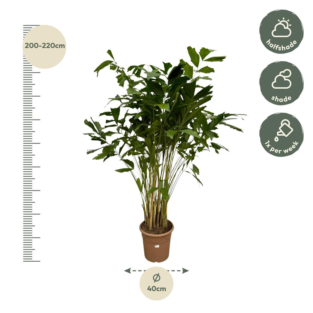 Caryota Mitis (palmier queue-de-renard) – Ø32 cm, 250 cm de haut