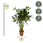 Caryota Mitis (palmier queue-de-renard) – Ø32 cm, 250 cm de haut