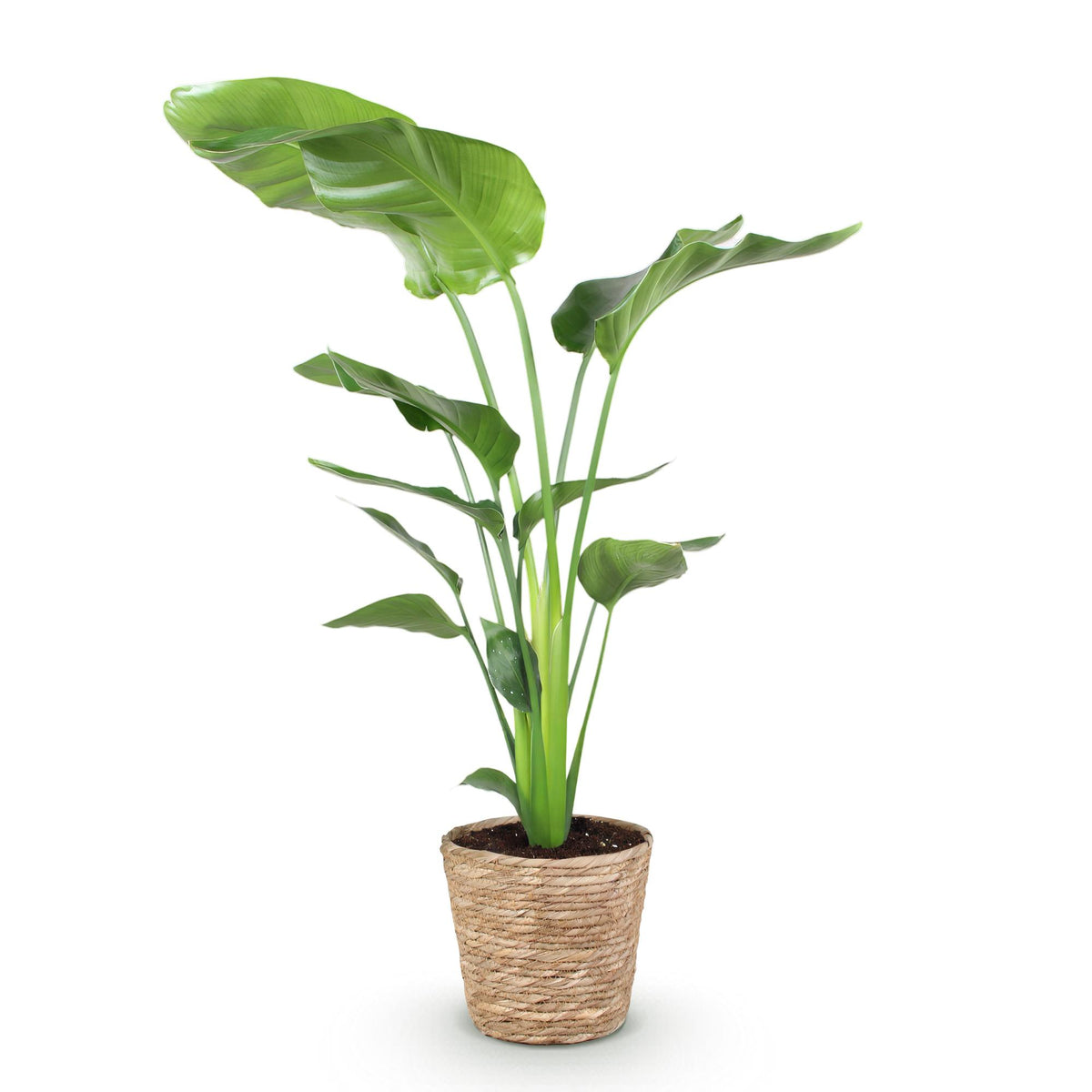 Stelitzia nicolai (Strelitzia) met mand – Ø21 cm, 110–120 cm hoog