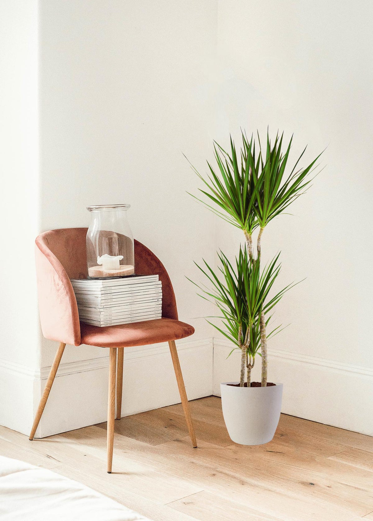 Dracaena marginata (Drachenbaum) im weißen Tontopf – Ø 21 cm, 95 cm hoch