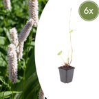 Persicaria bistorta 'Superba' (Königskerze) – 6 Pflanzen, Ø9 cm, 10–25 cm hoch