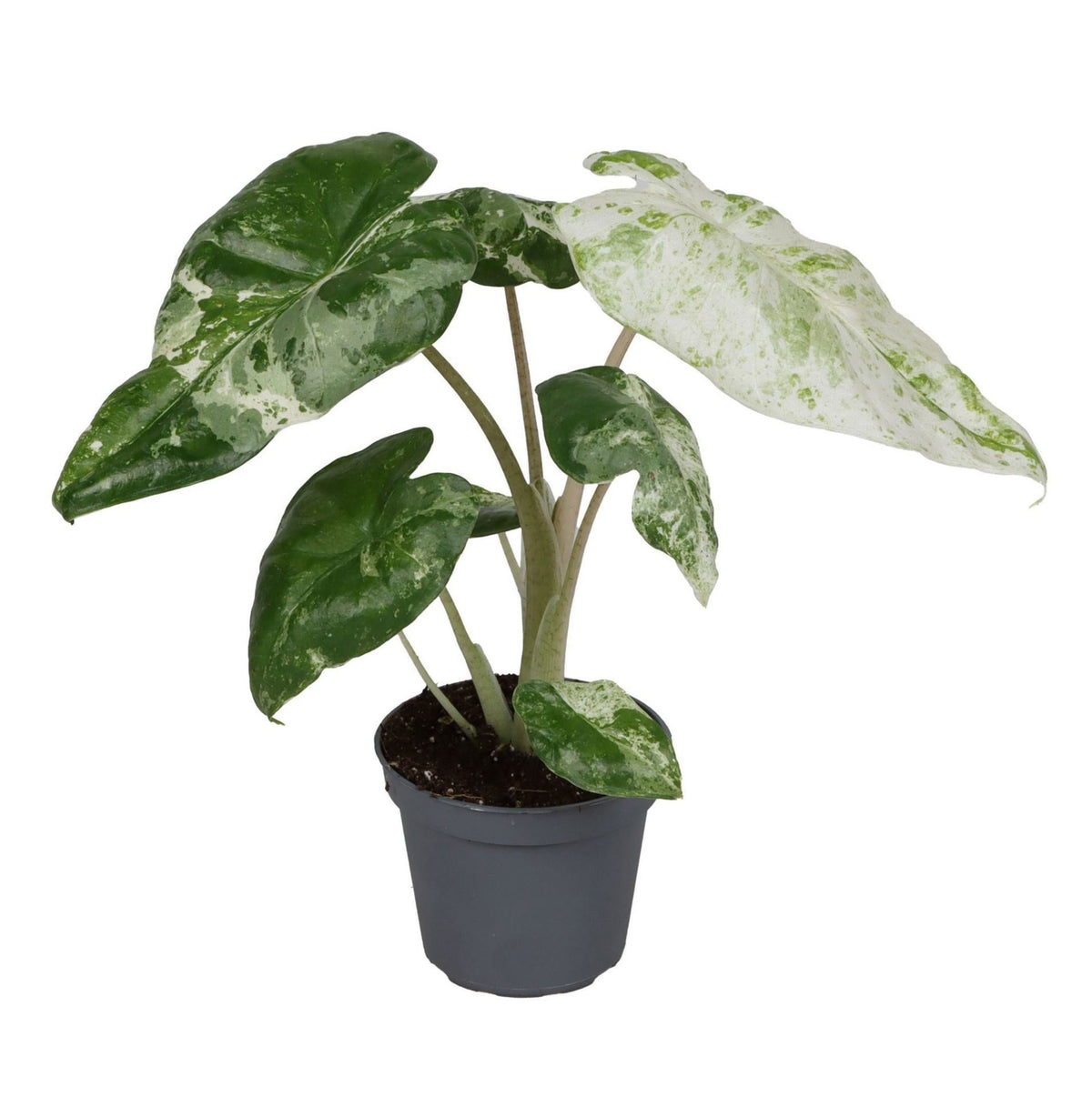 Alocasia Odora Variegata (oreille d'éléphant) – Ø6 cm, 15 cm de haut