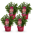 Hydrangea paniculata 'Groundbreaker Ruby' (hortensia paniculé) – rouge – 4 plantes, Ø14 cm, 20–25 cm de haut
