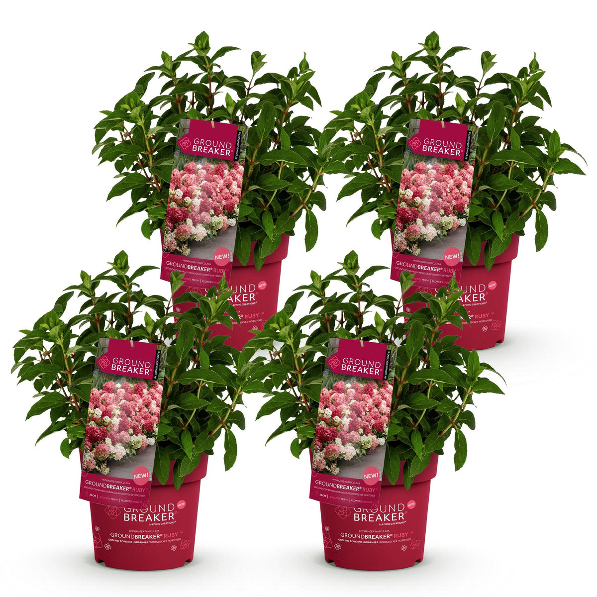 Hydrangea panniculata 'Groundbreaker Ruby' (pluimhortensia) – rood – 4 planten, Ø14 cm, 20–25 cm hoog