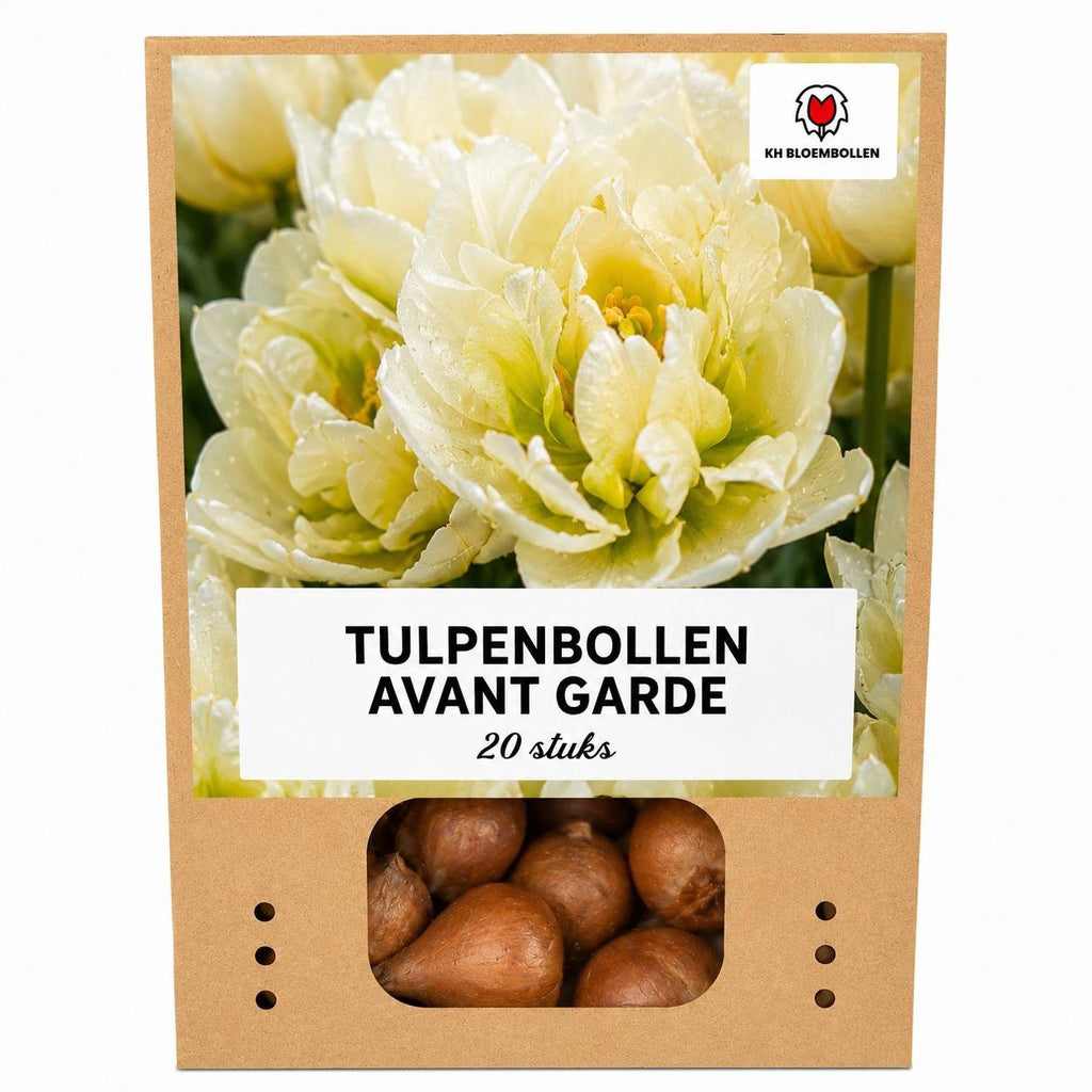 Tulpe 'Avant Garde' – 20 Blumenzwiebeln (Zwiebelgröße 11/12)