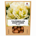 Tulpe 'Avant Garde' – 20 Blumenzwiebeln (Zwiebelgröße 11/12)