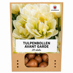 Tulpe 'Avant Garde' – 20 Blumenzwiebeln (Zwiebelgröße 11/12)