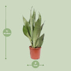 Sansevieria Moonshine (vrouwentong) – Ø17 cm, 60 cm hoog
