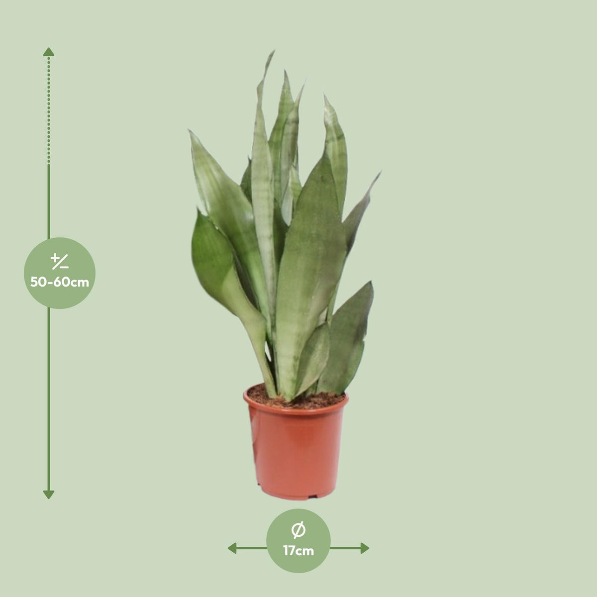 Sansevieria Moonshine (vrouwentong) – Ø17 cm, 60 cm hoog