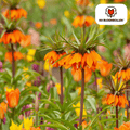Crocus 'Garland Star' – 5 bulbes