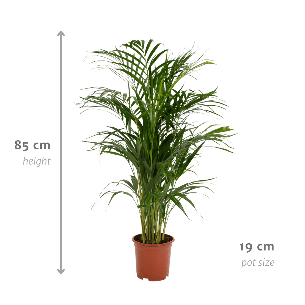 Areca palm (Dypsis) – Ø17 cm, 70 cm hoog