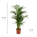 Areca palm (Dypsis) – Ø17 cm, 70 cm hoog