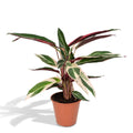 Calathea Triostar – Ø19 cm, 70 cm hög