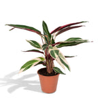 Calathea Triostar – Ø19 cm, 70 cm hög