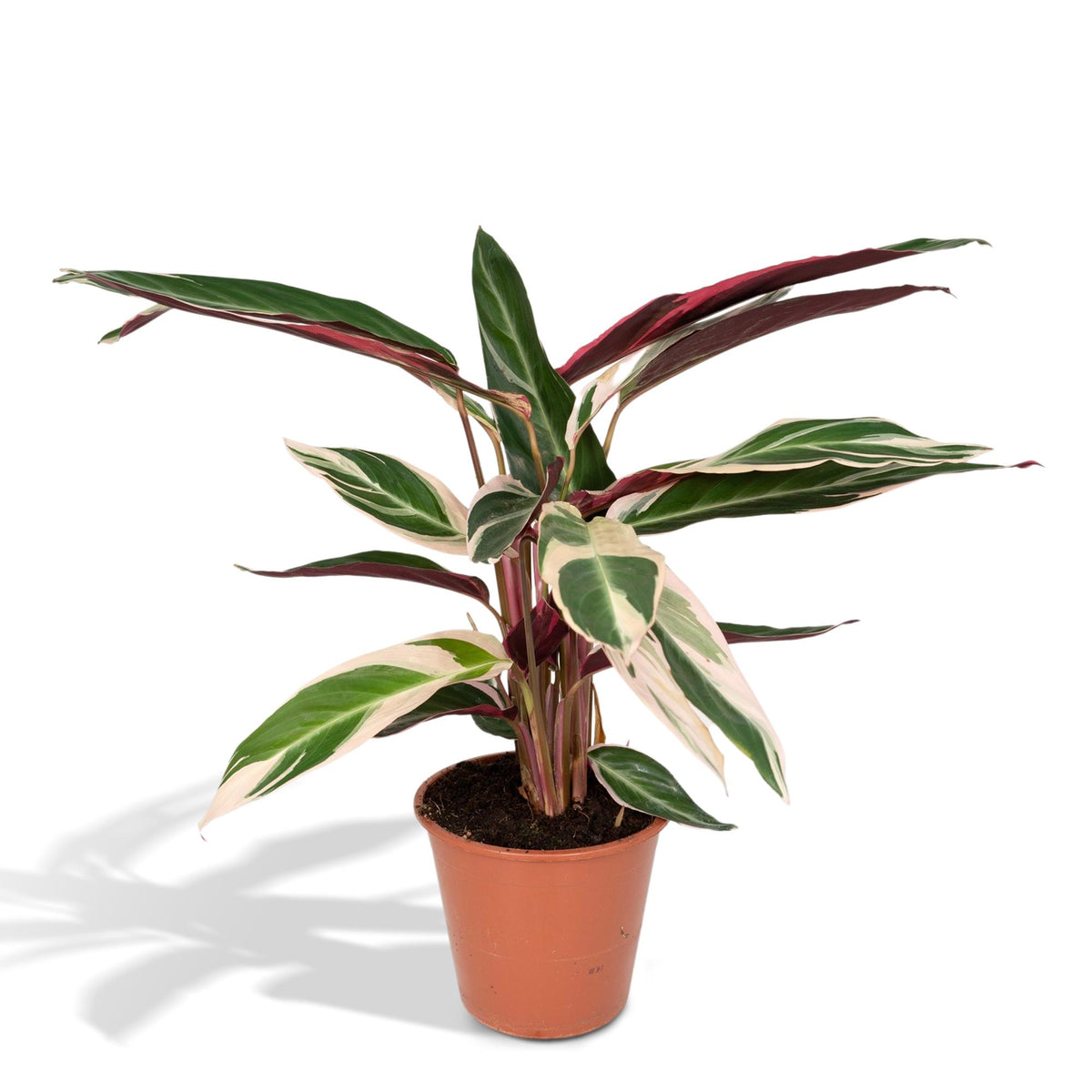 Calathea Triostar – Ø19 cm, 70 cm de haut