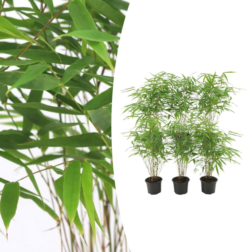 Fargesia rufa (bambus) – 6 planter, Ø13 cm, 25 cm høj – billede 2