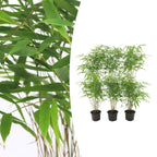 Fargesia rufa (bambus) – 6 planter, Ø13 cm, 25 cm høj