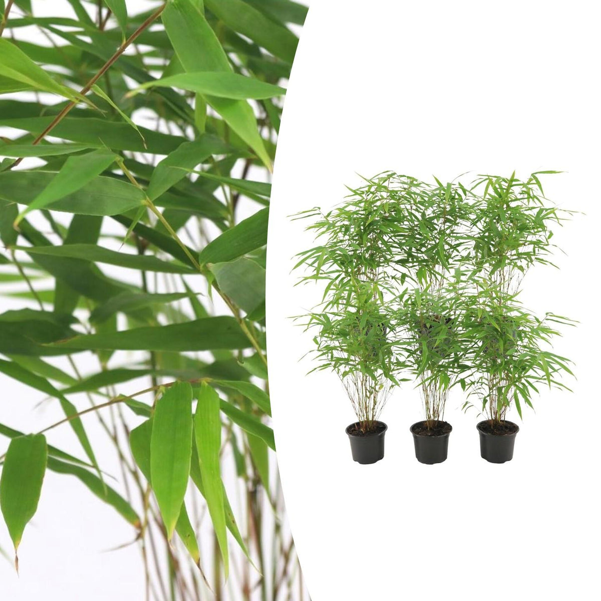 Fargesia rufa (bambus) – 6 planter, Ø13 cm, 25 cm høj – billede 2