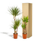 Dracaena (dragehir) – Ø21 cm – yucca