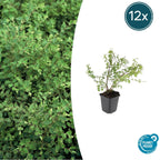 Symphoricarpos ch. 'Hancock' (snowberry) – 12 plants, Ø9 cm, 10–25 cm high