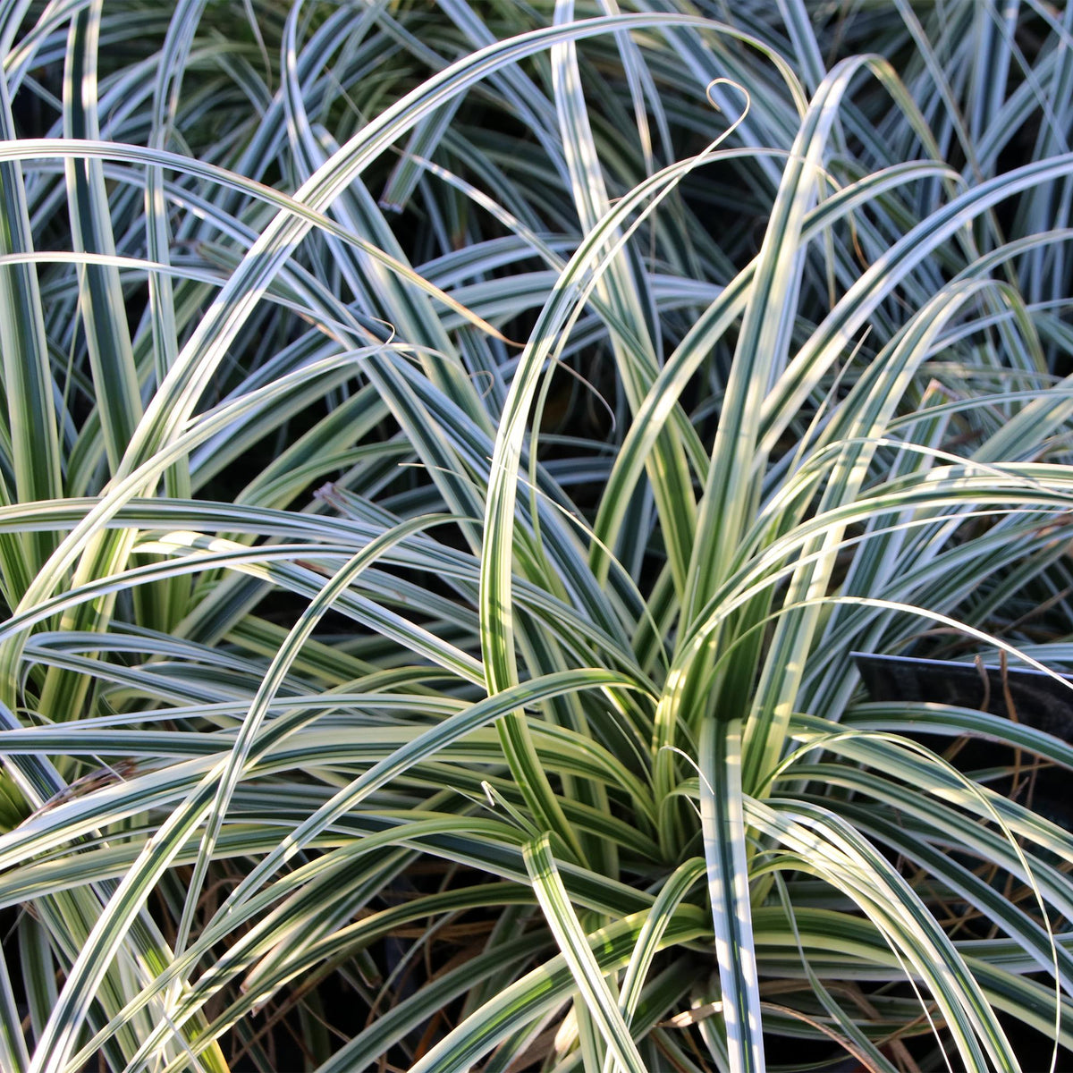 Carex oshimensis 'Everest' (zegge) – 2 planten, Ø17 cm, 50 cm hoog