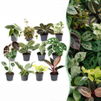 12× Box surprise de plantes d’intérieur – Ø6 cm, 5–15 cm de haut