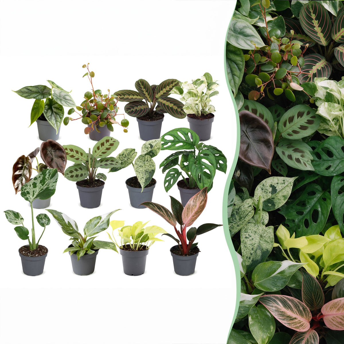12× Box surprise de plantes d’intérieur – Ø6 cm, 5–15 cm de haut