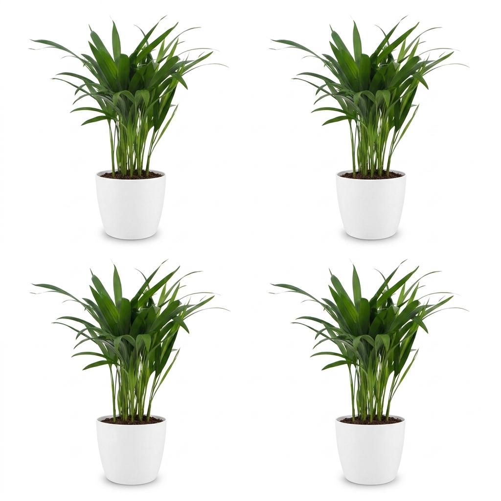4× Areca lutescens (Dypsis) en pot de décoration blanc – Ø12 cm, 45 cm de haut