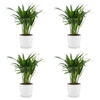 4× Areca lutescens (Dypsis) en pot de décoration blanc – Ø12 cm, 45 cm de haut