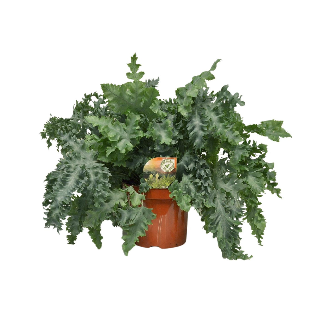 Phlebodium Davana (blåbregne) – Ø26 cm, 60 cm høj
